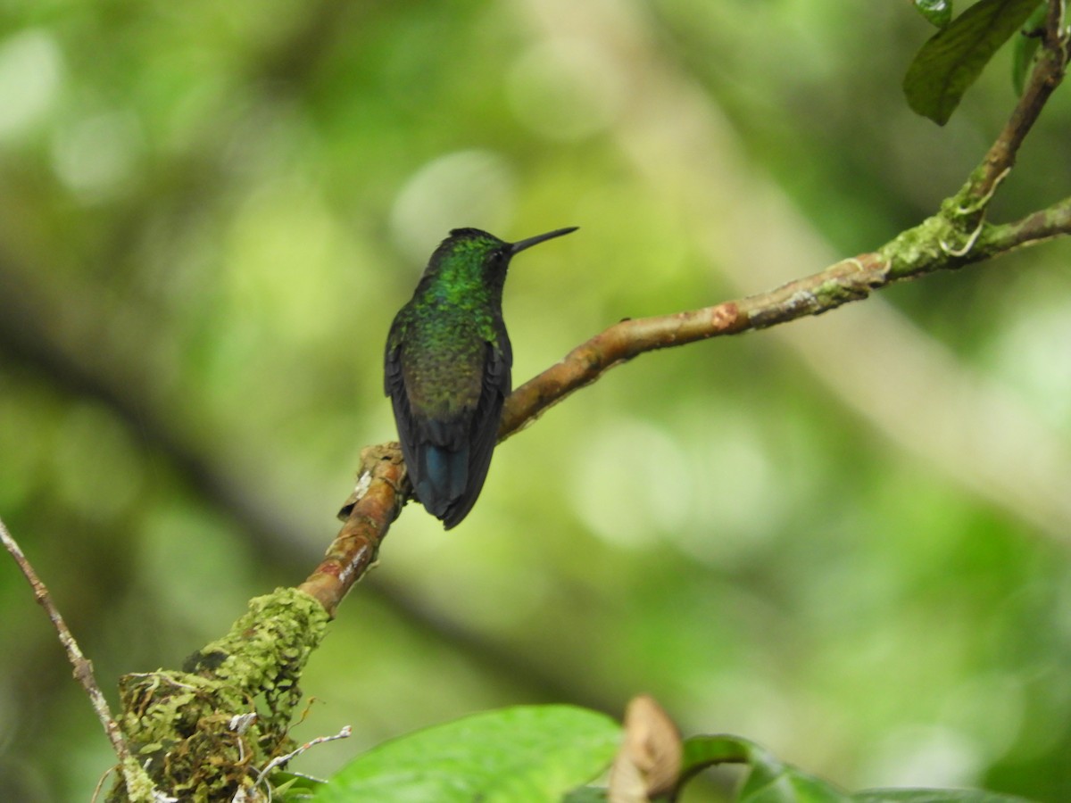 Steely-vented Hummingbird - ML647127172