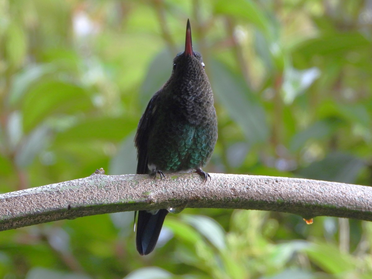 Amazilia Capiazul - ML647127173