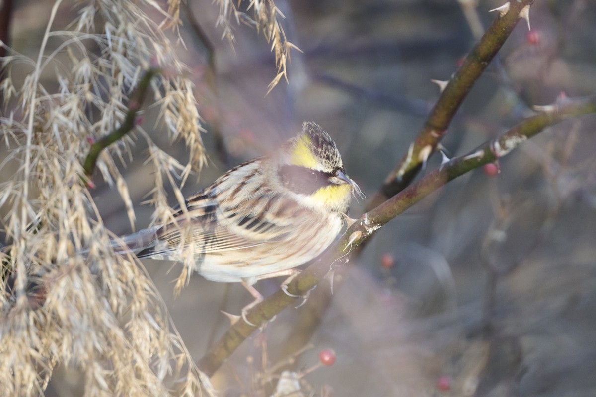 strnad žlutohrdlý - ML647127175