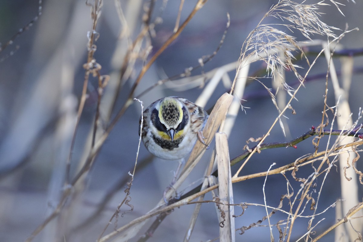 strnad žlutohrdlý - ML647127176