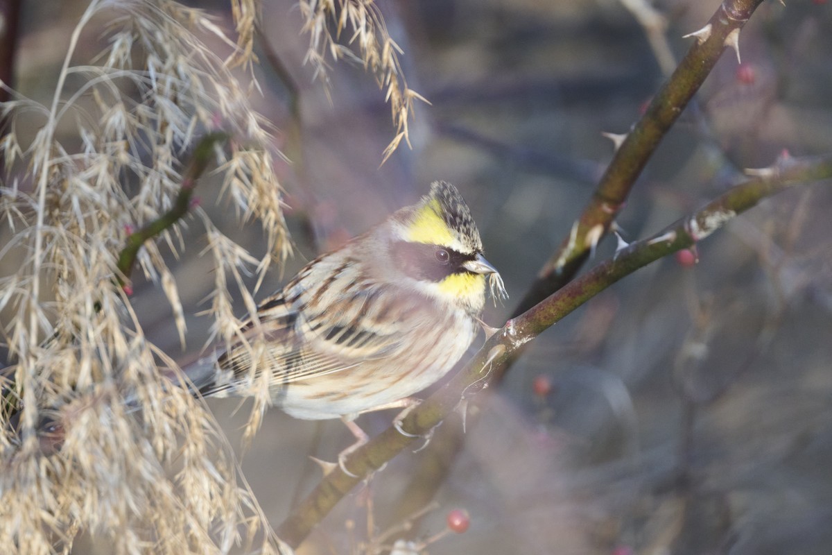 strnad žlutohrdlý - ML647127177