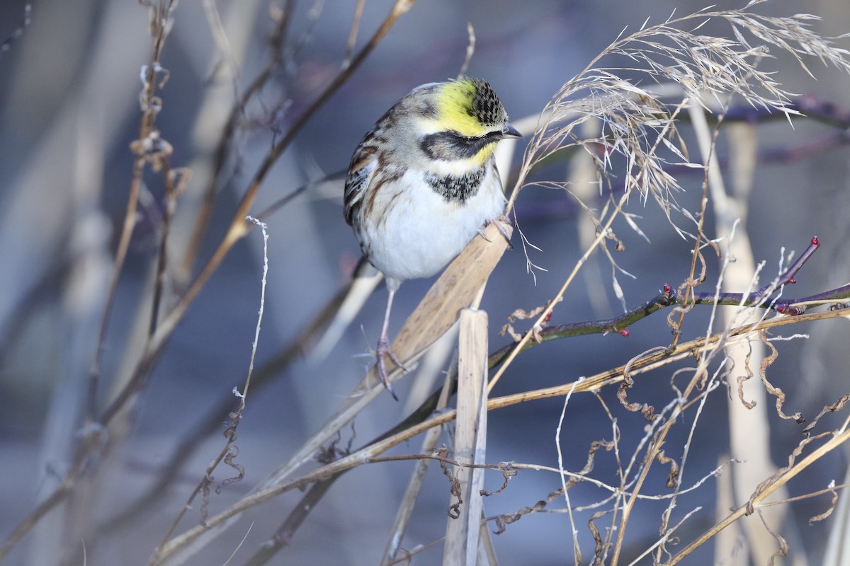 strnad žlutohrdlý - ML647127178