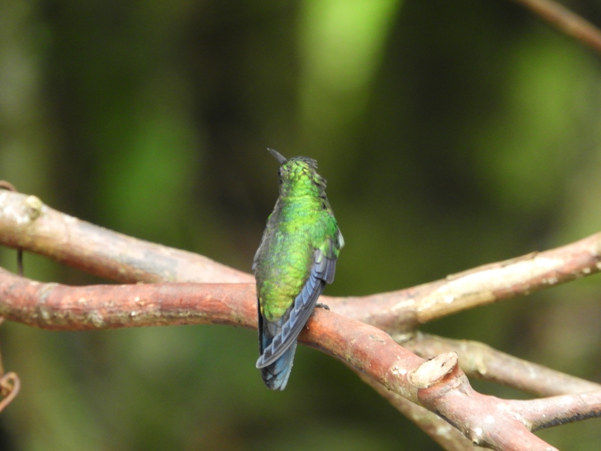 Steely-vented Hummingbird - ML647127191