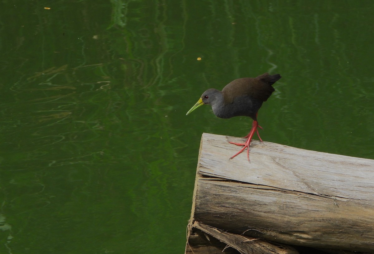 Пастушок світлогорлий - ML647127192