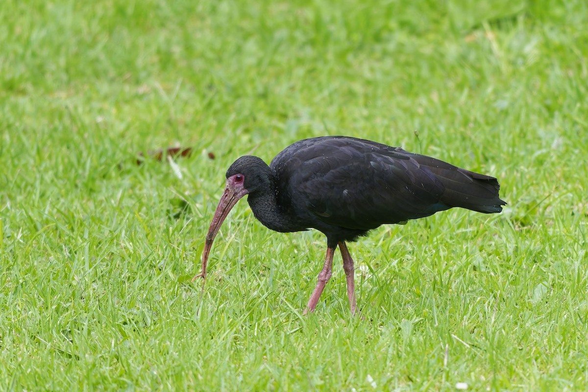 Ibis Afeitado - ML647127206