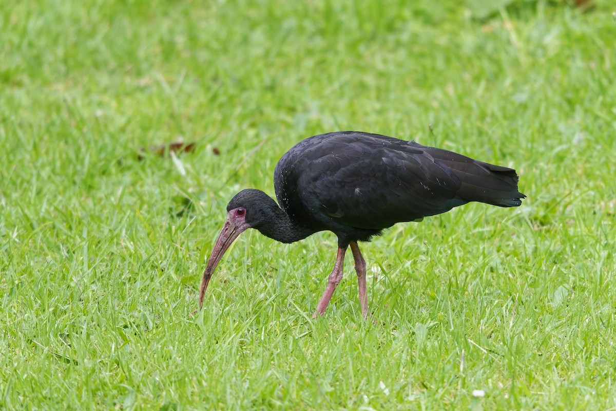 Ibis Afeitado - ML647127207