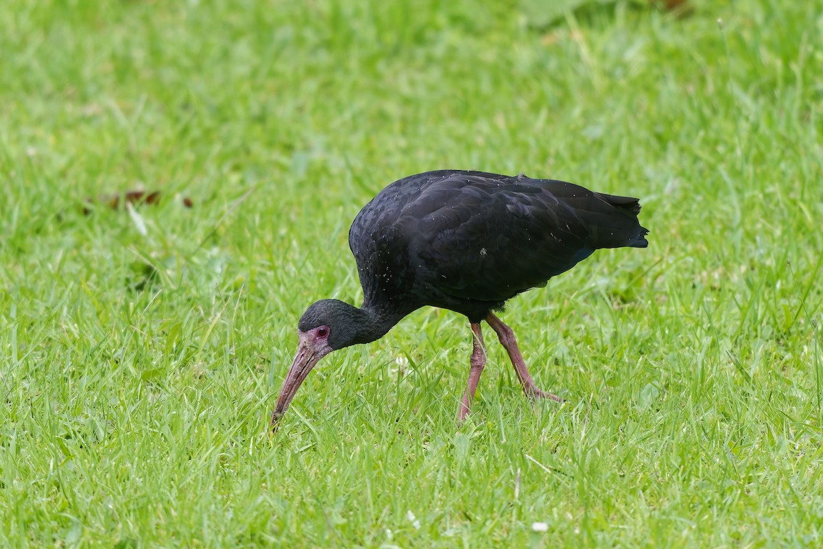Ibis Afeitado - ML647127208
