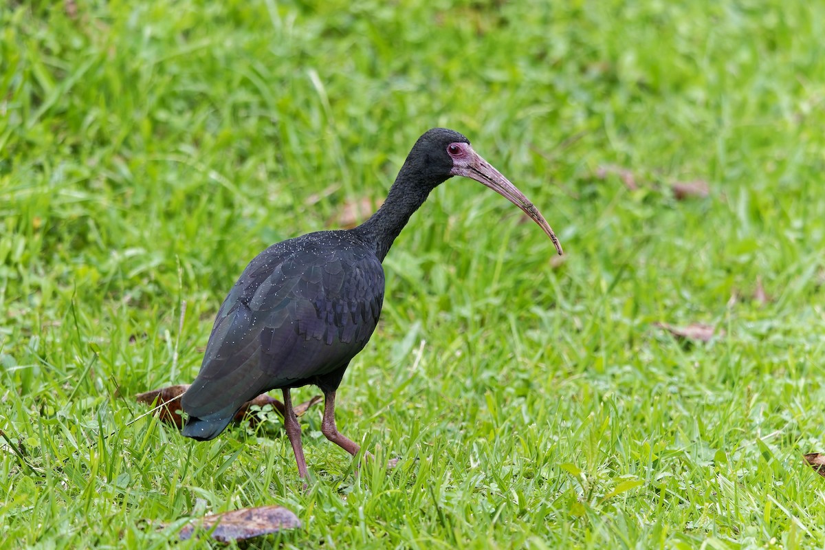 Ibis Afeitado - ML647127209