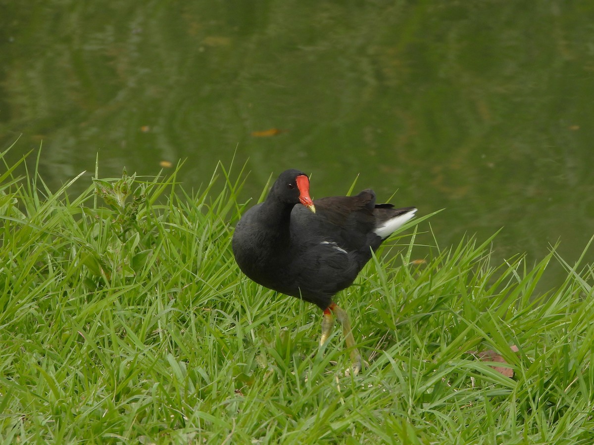 Uroilo amerikarra - ML647127211