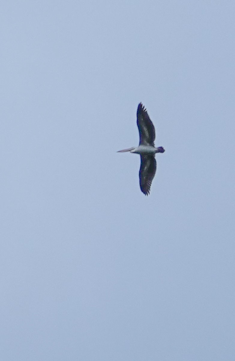 Pelícano Oriental - ML647127213