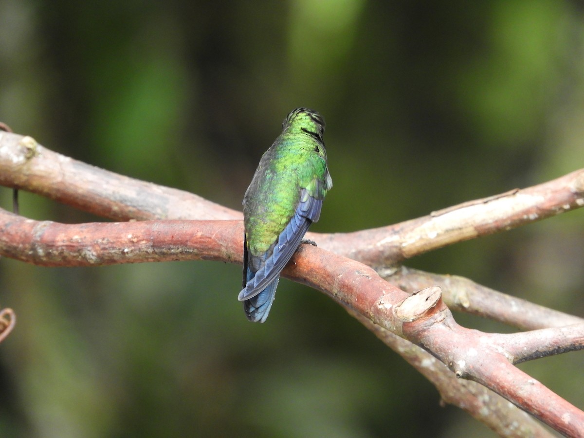 Steely-vented Hummingbird - ML647127217