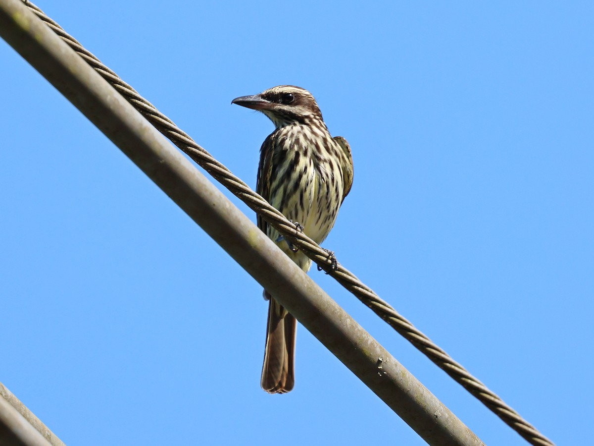 Streaked Flycatcher - ML647127225