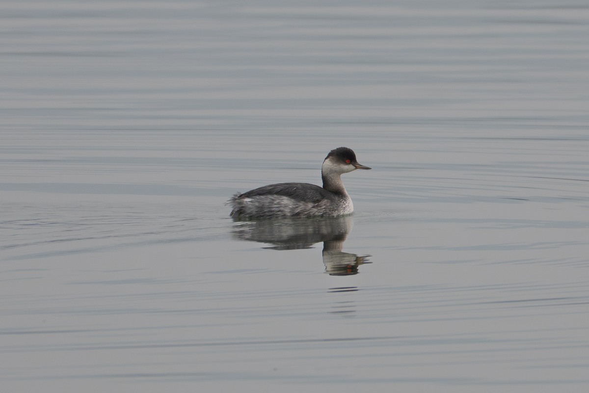 potápka černokrká - ML647127232