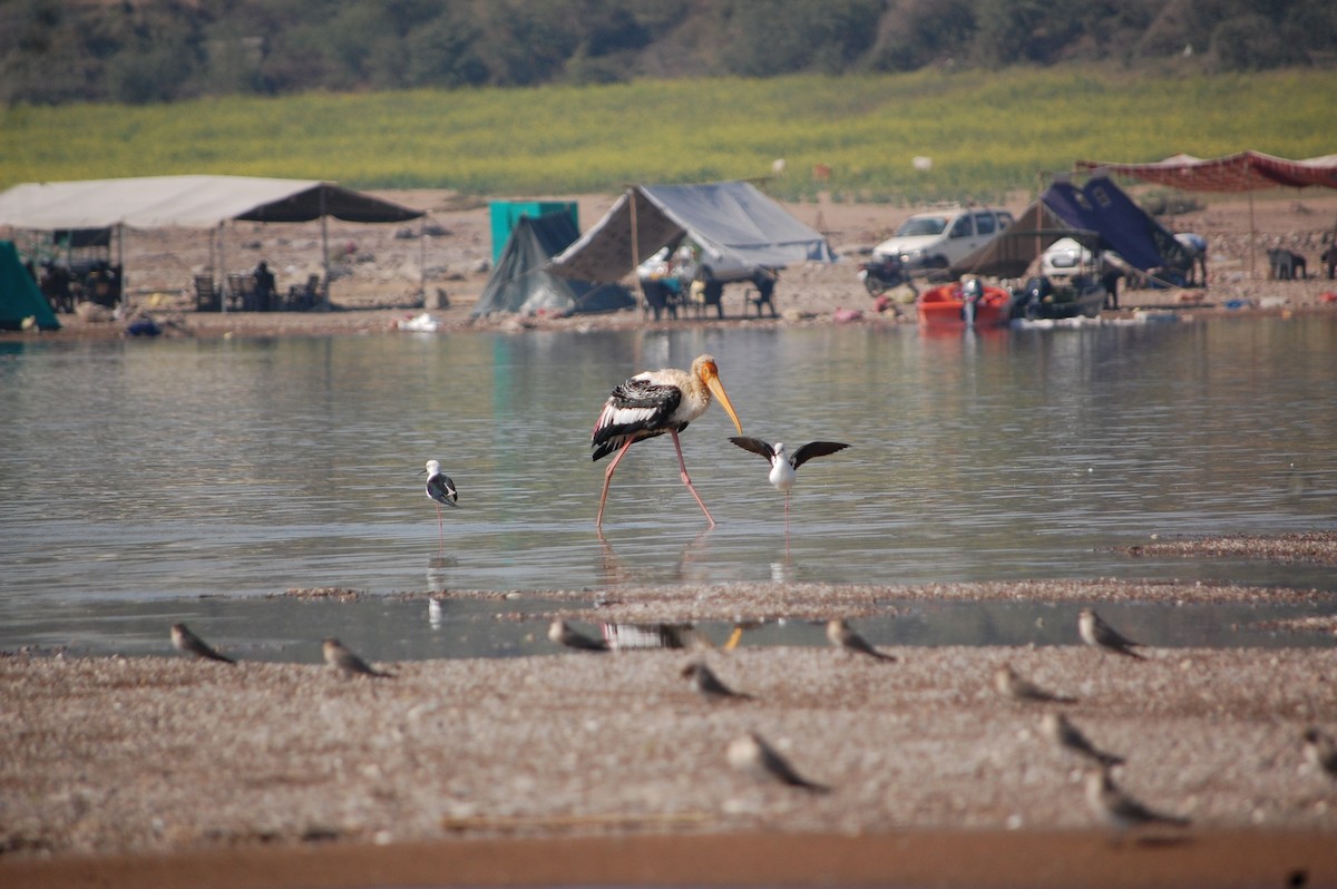 高蹺鴴 - ML647127238