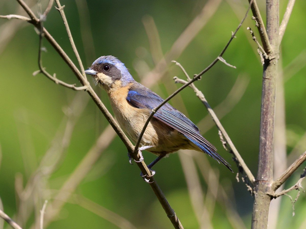 Fawn-breasted Tanager - ML647127239