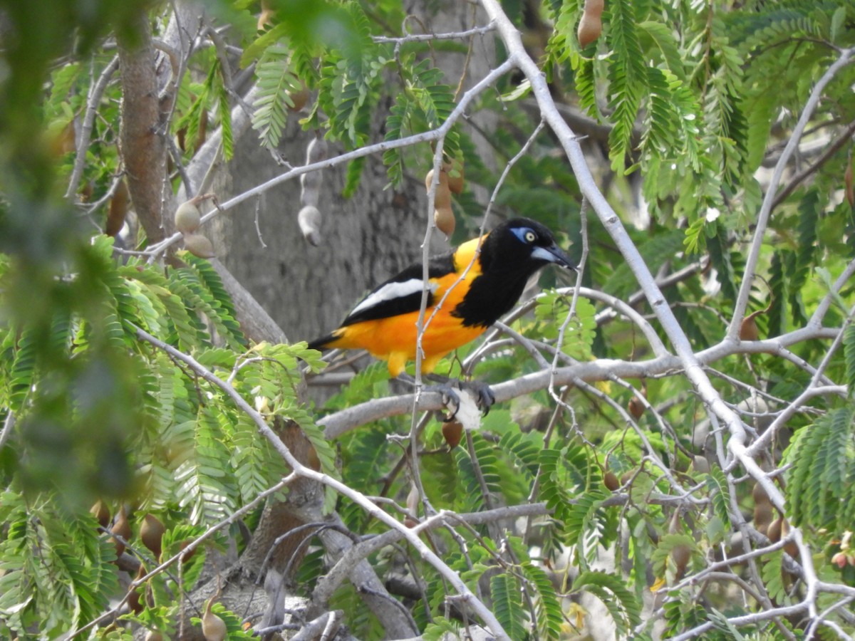 Трупіал венесуельський - ML647127241