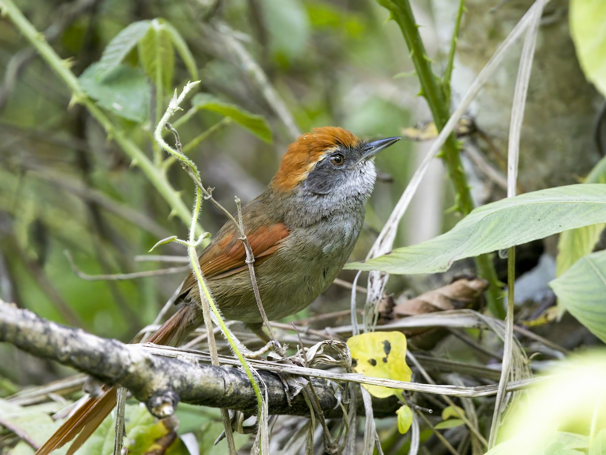 Rufous-capped Spinetail - ML647127247