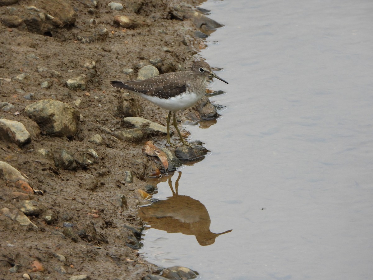 Solitary Sandpiper - ML647127263