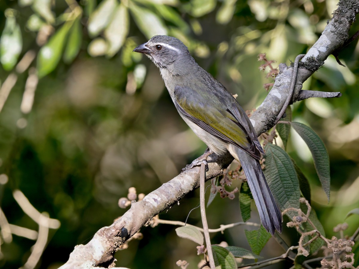 Green-winged Saltator - ML647127276