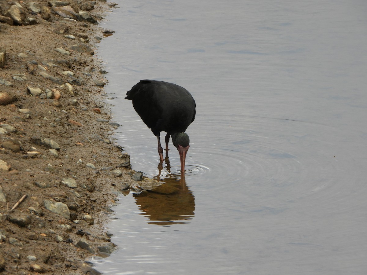 Ibis Afeitado - ML647127277