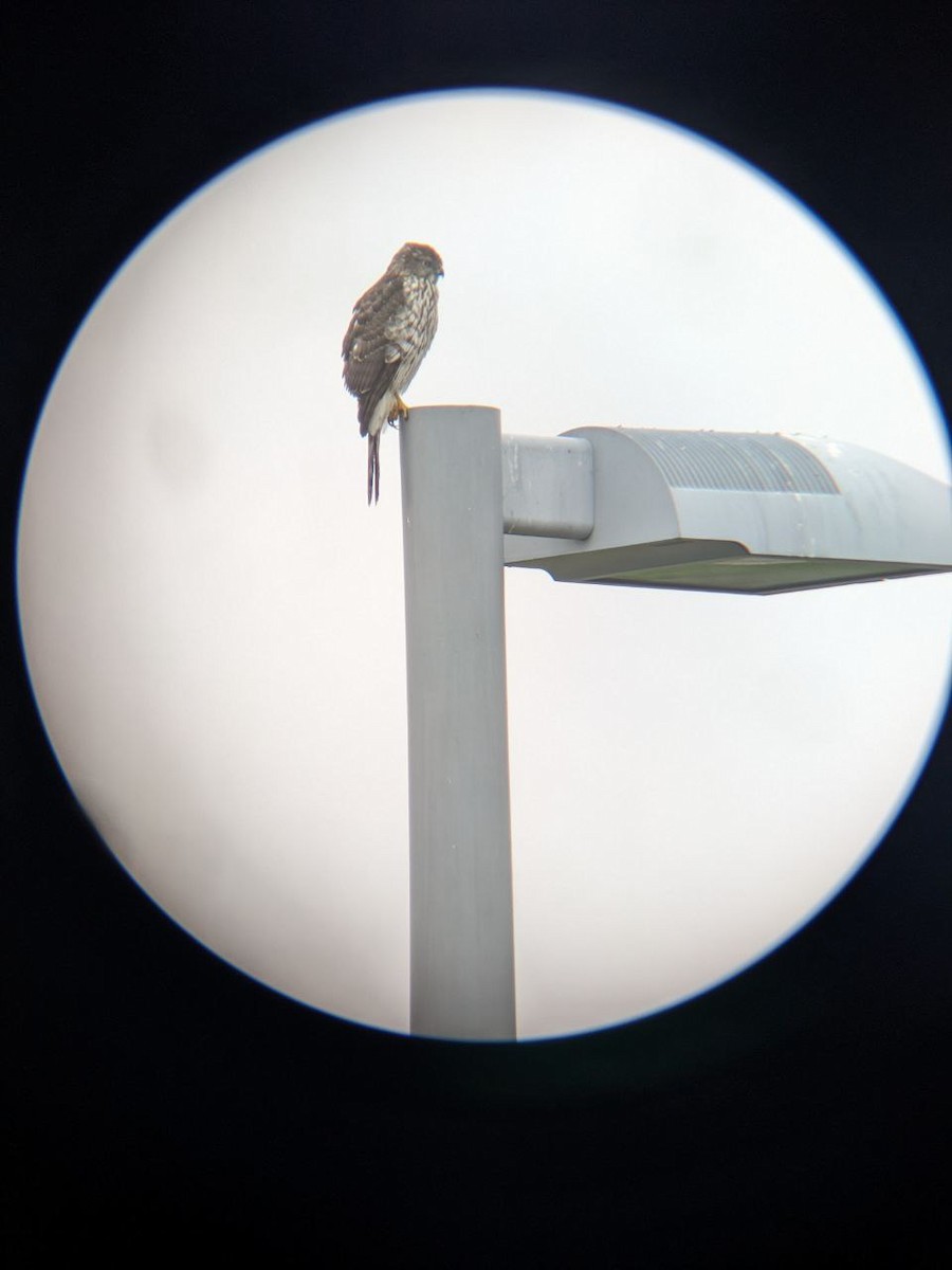 Sharp-shinned Hawk - ML647127282