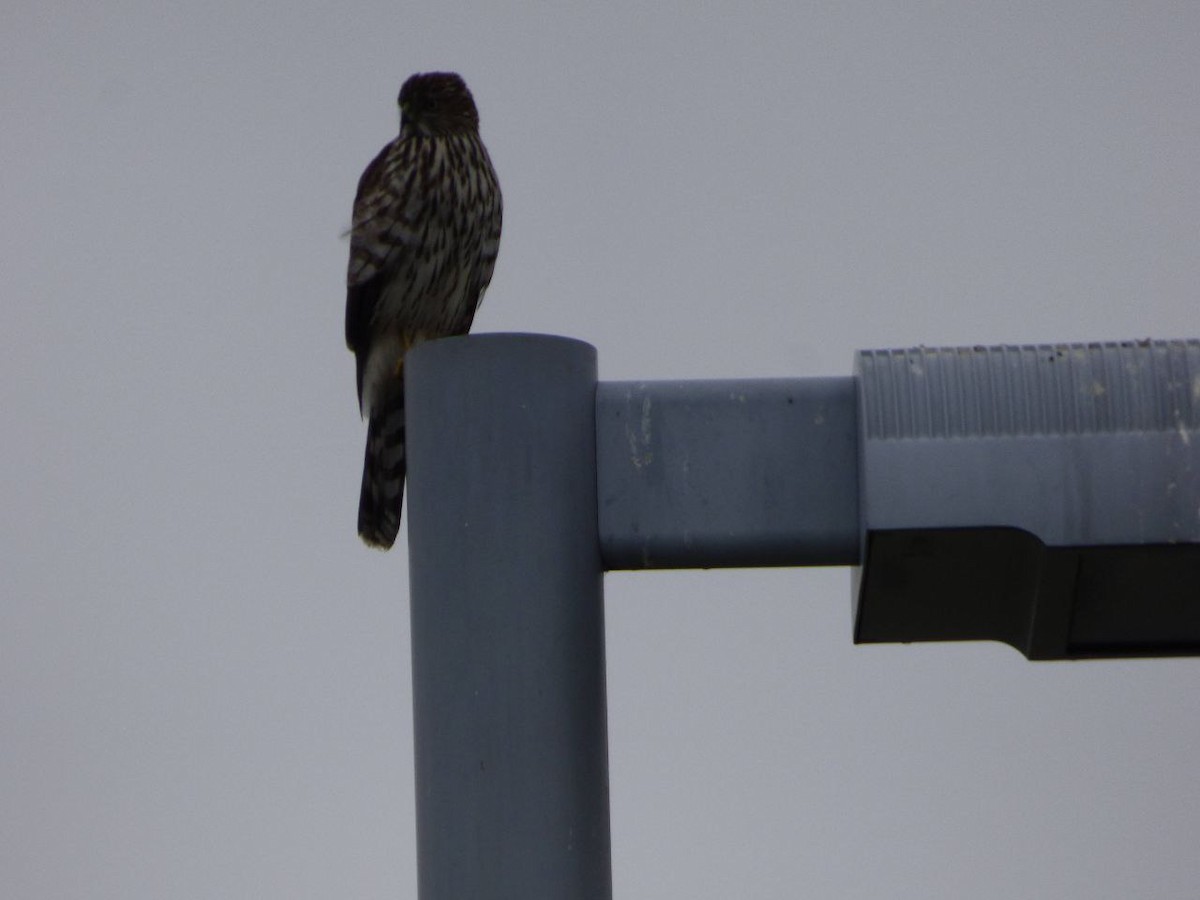 Sharp-shinned Hawk - ML647127283