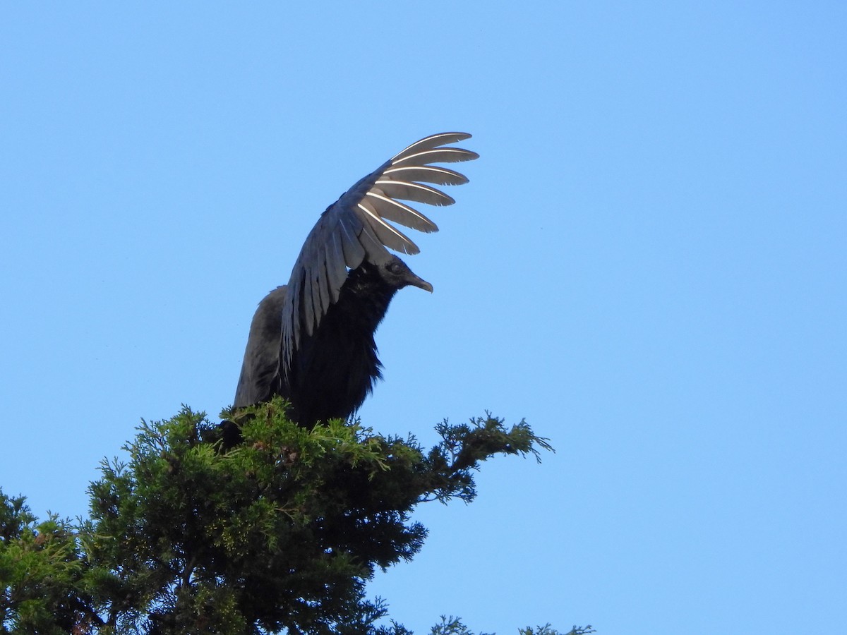 Urubu noir - ML647127286