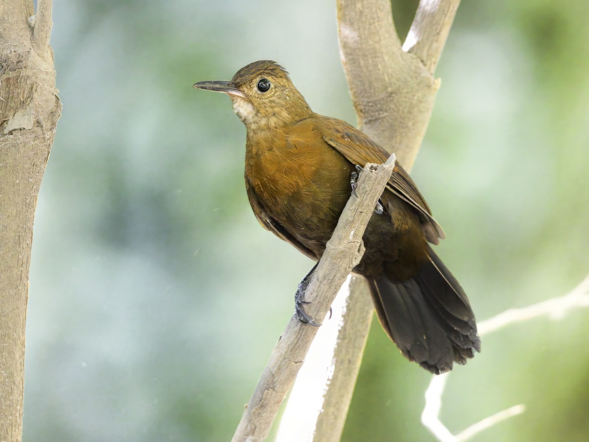 Rufous-breasted Leaftosser (Rufous-breasted) - ML647127287