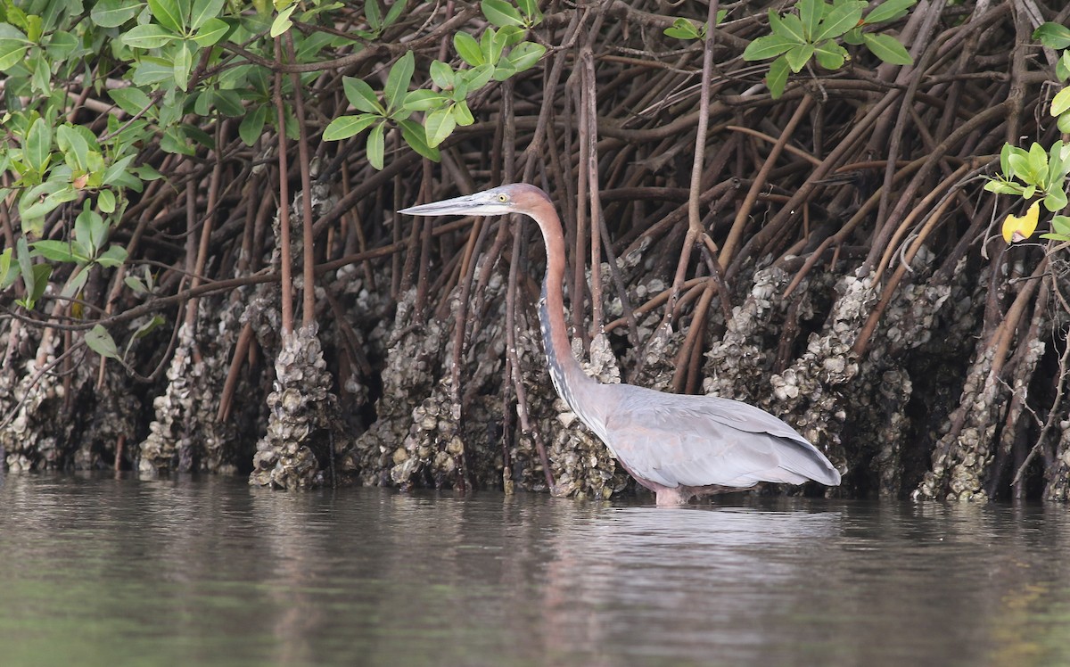 Goliath Heron - ML647127294