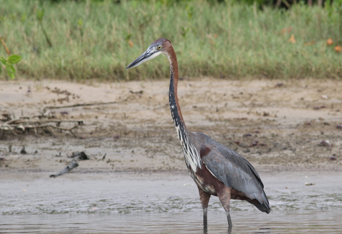 Goliath Heron - ML647127295