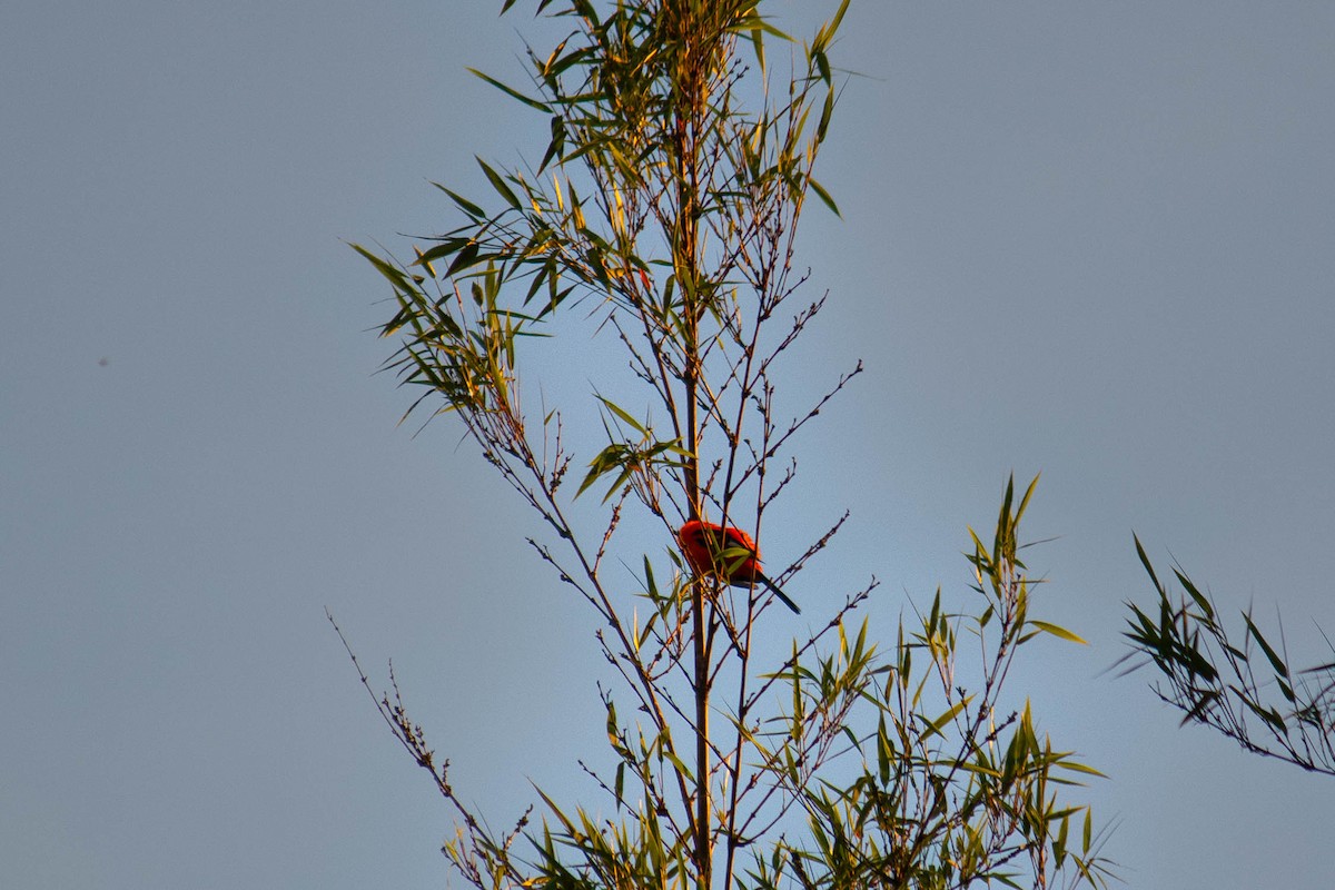 Orange-backed Troupial - ML647127299