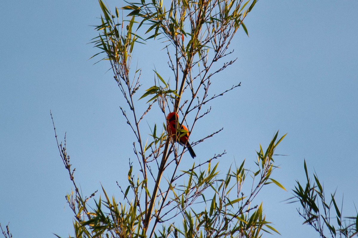 Orange-backed Troupial - ML647127300