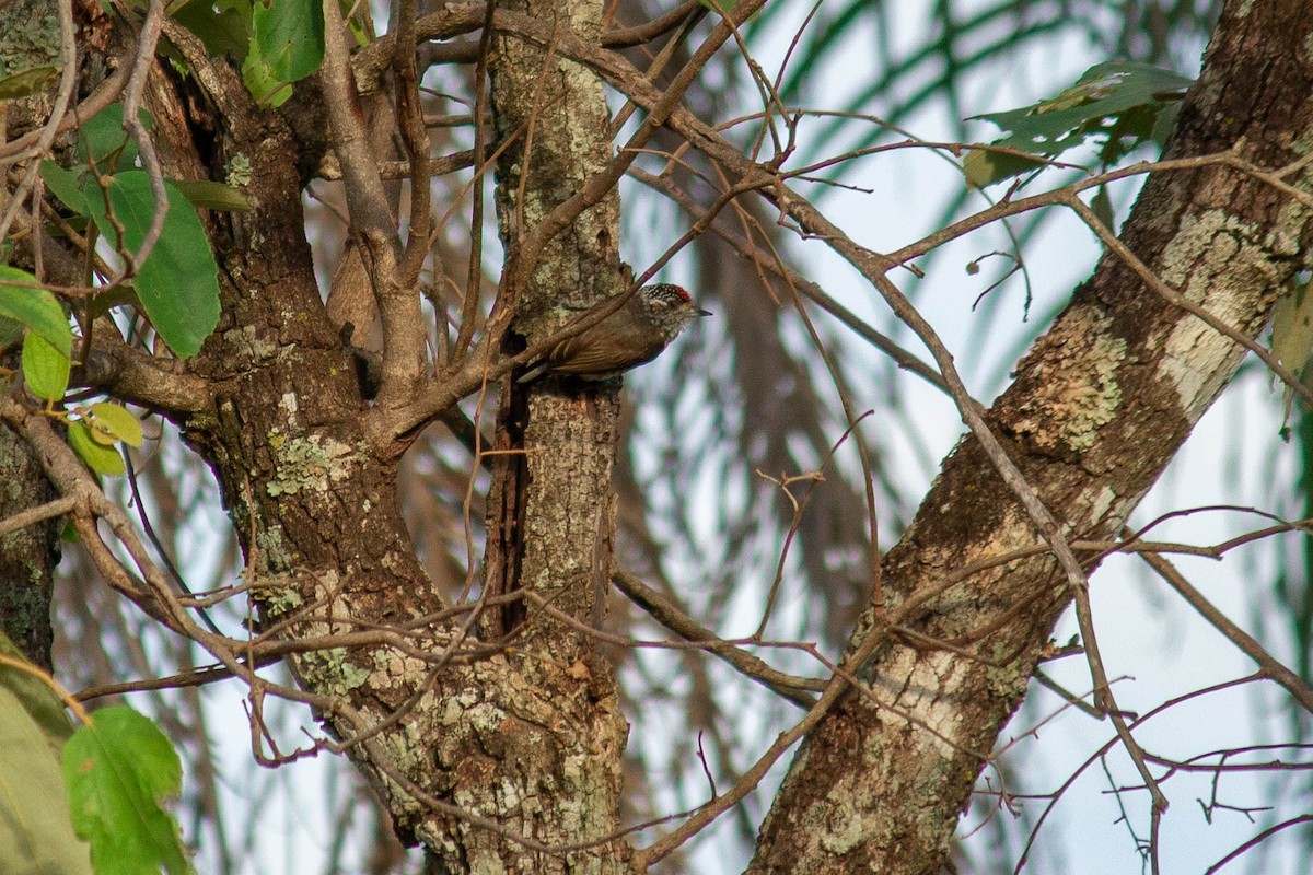 Carpinterito Variable - ML647127311