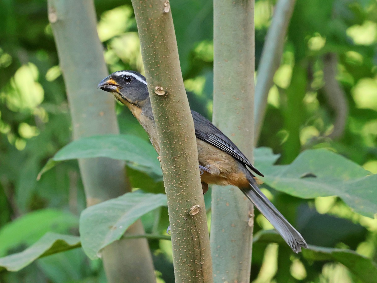 Thick-billed Saltator - ML647127322