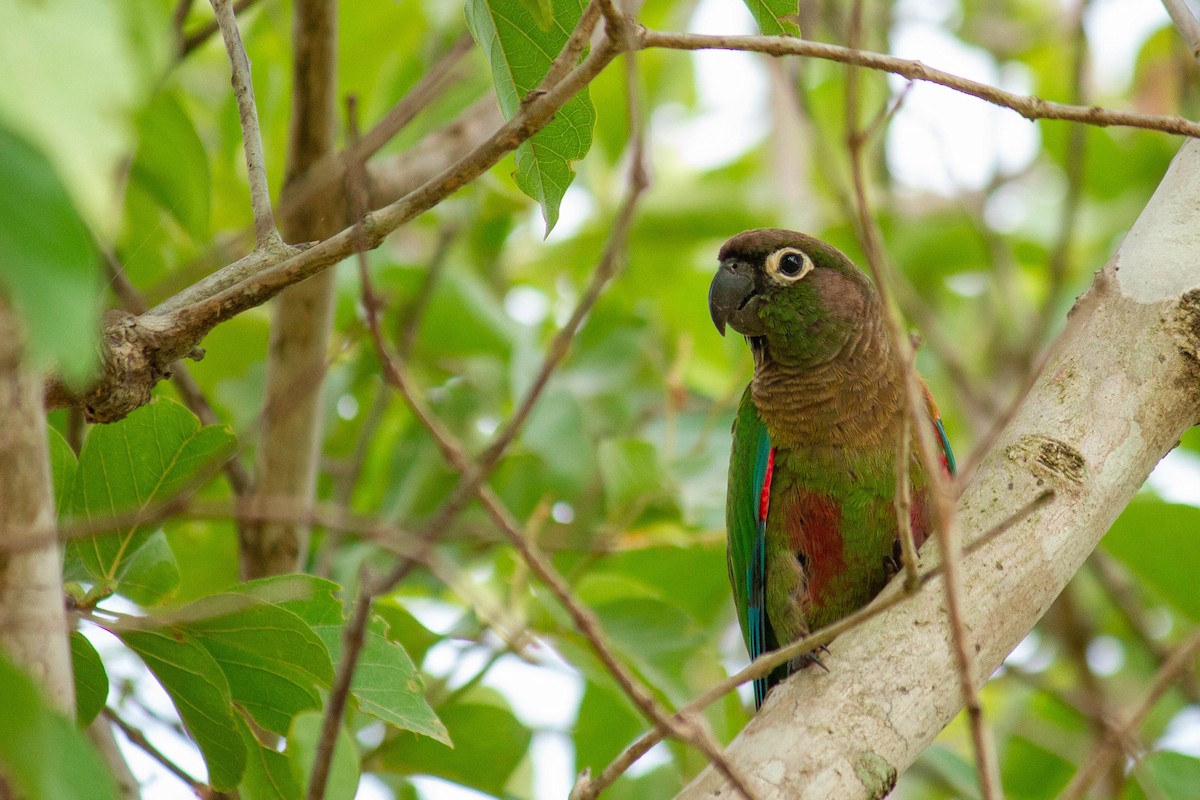 Боливийская которра - ML647127326