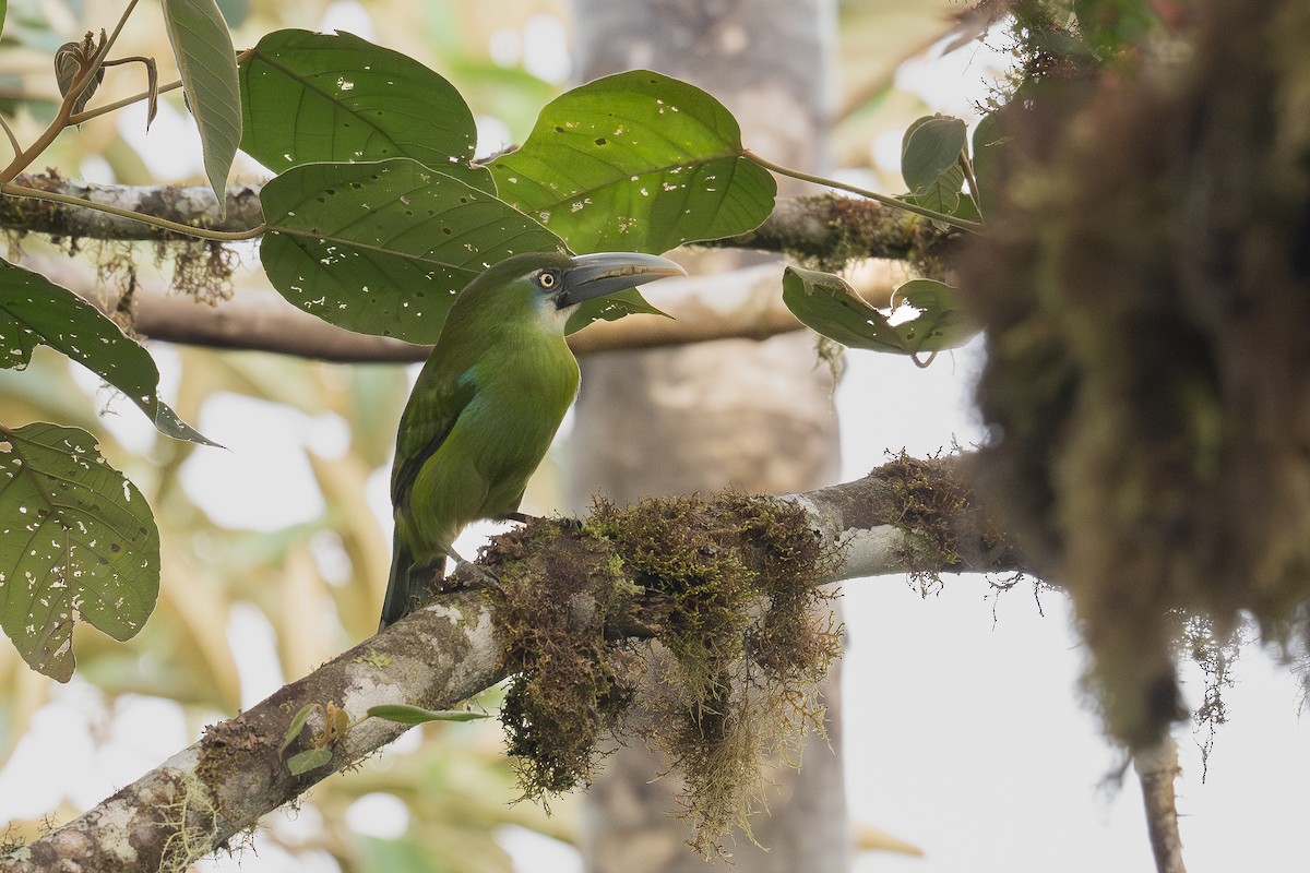 Blue-banded Toucanet - ML647127331