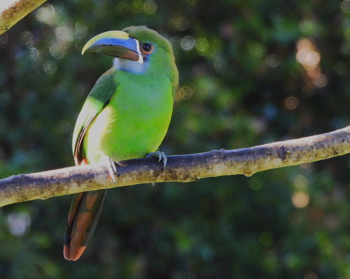 Southern Emerald-Toucanet - ML647127332