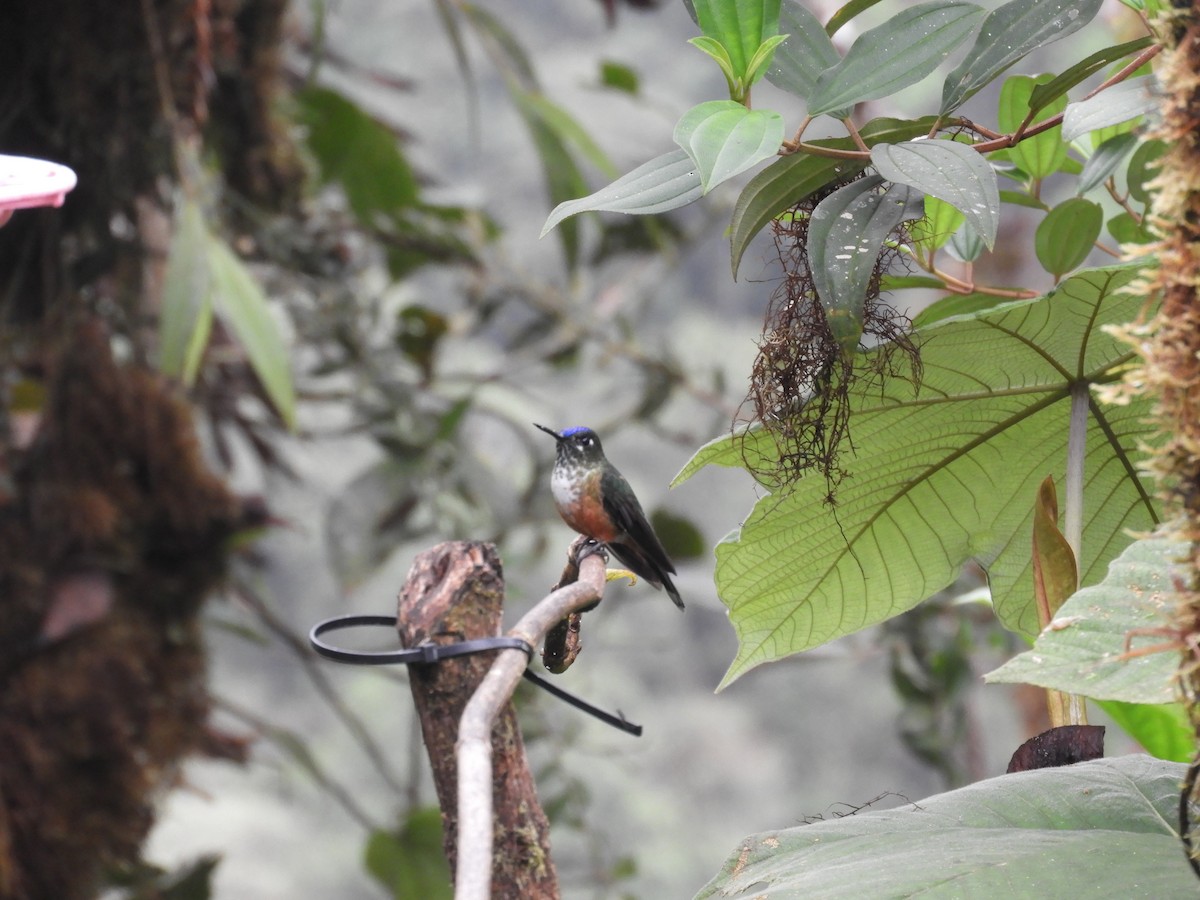 Violet-tailed Sylph - ML647127335