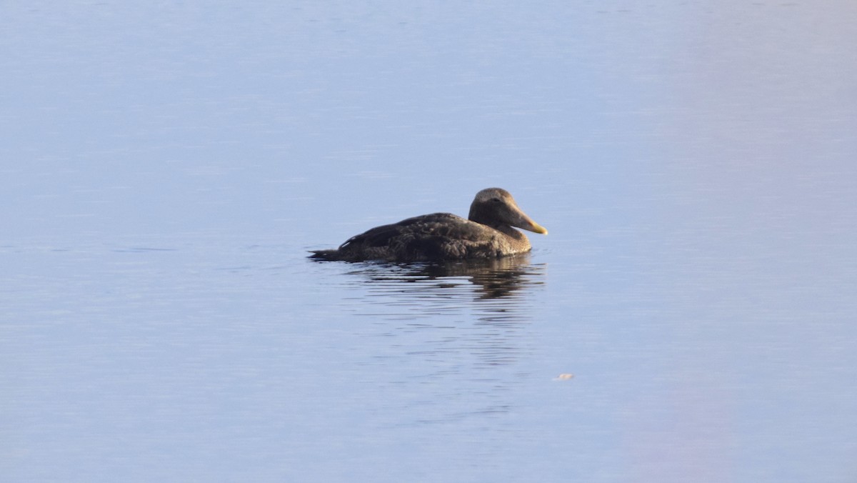 Common Eider - ML647127339