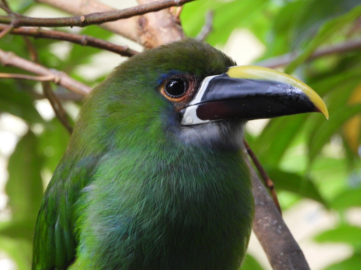 Southern Emerald-Toucanet - ML647127340