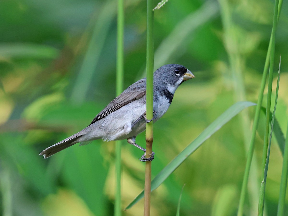 Double-collared Seedeater - ML647127341