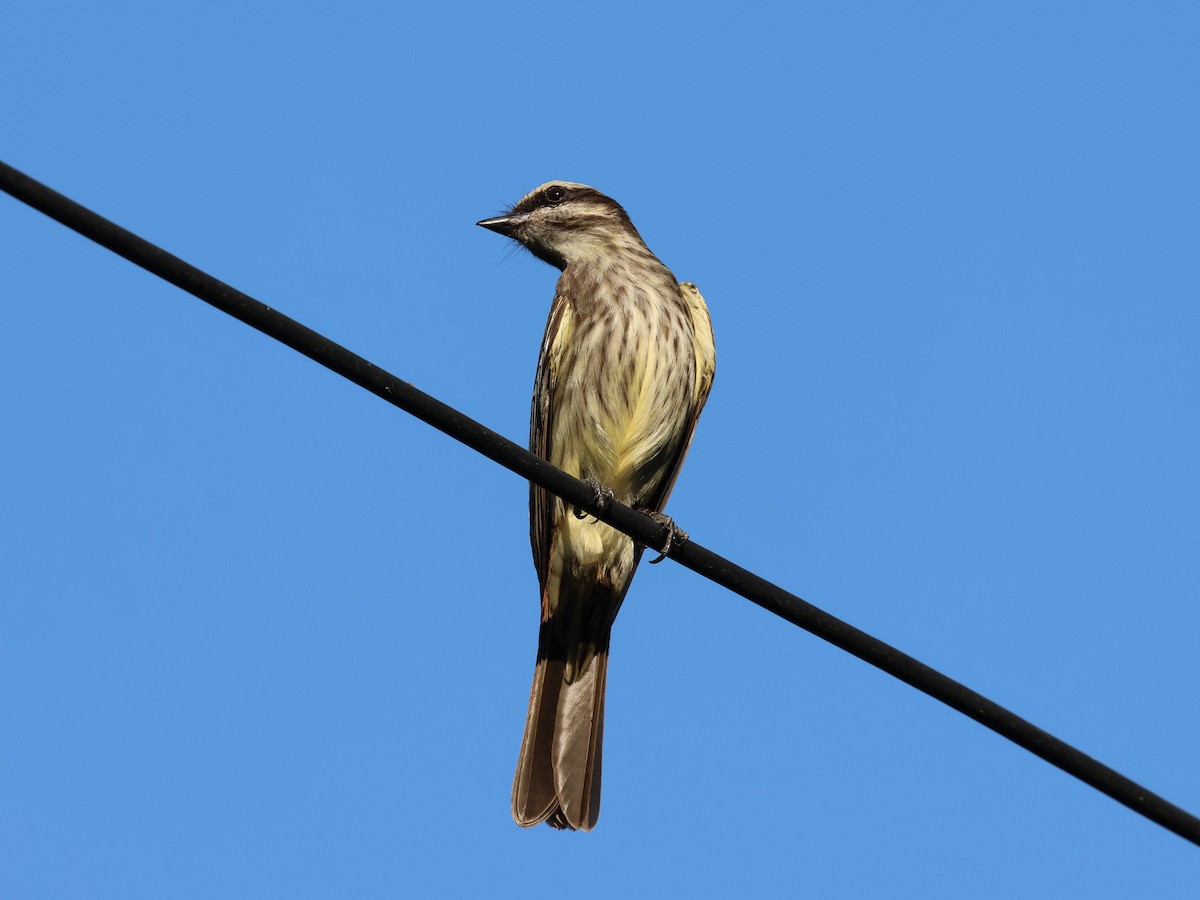 Variegated Flycatcher - ML647127349