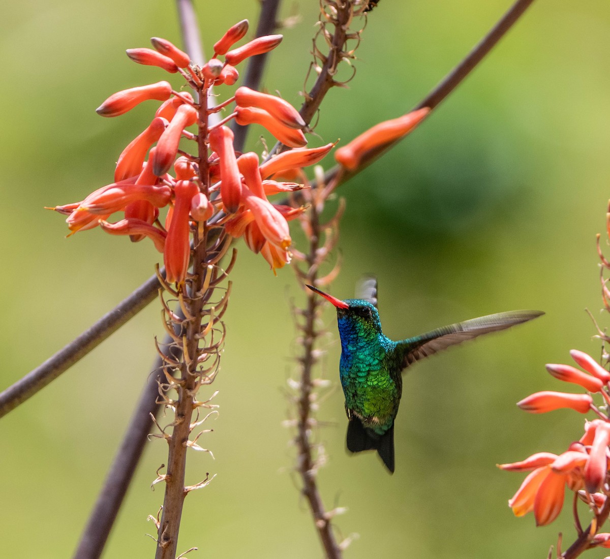 Émeraude splendide - ML647127358