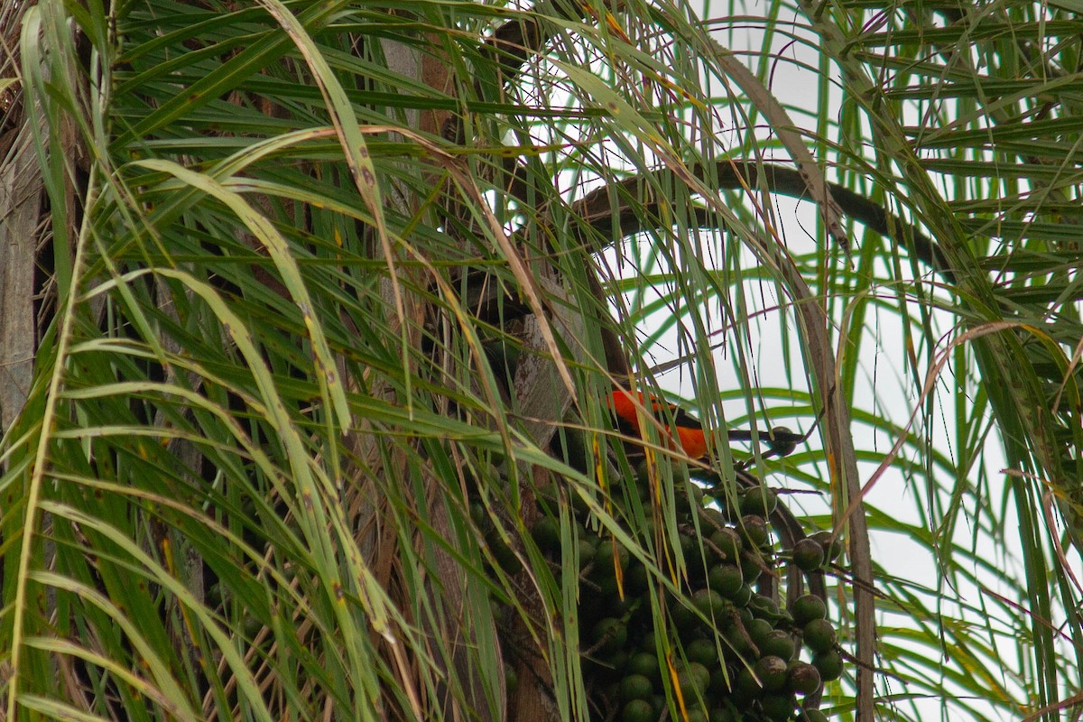 Orange-backed Troupial - ML647127369