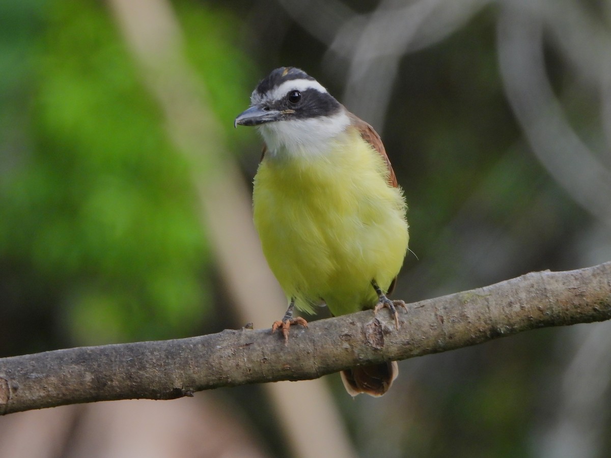 Great Kiskadee - ML647127370