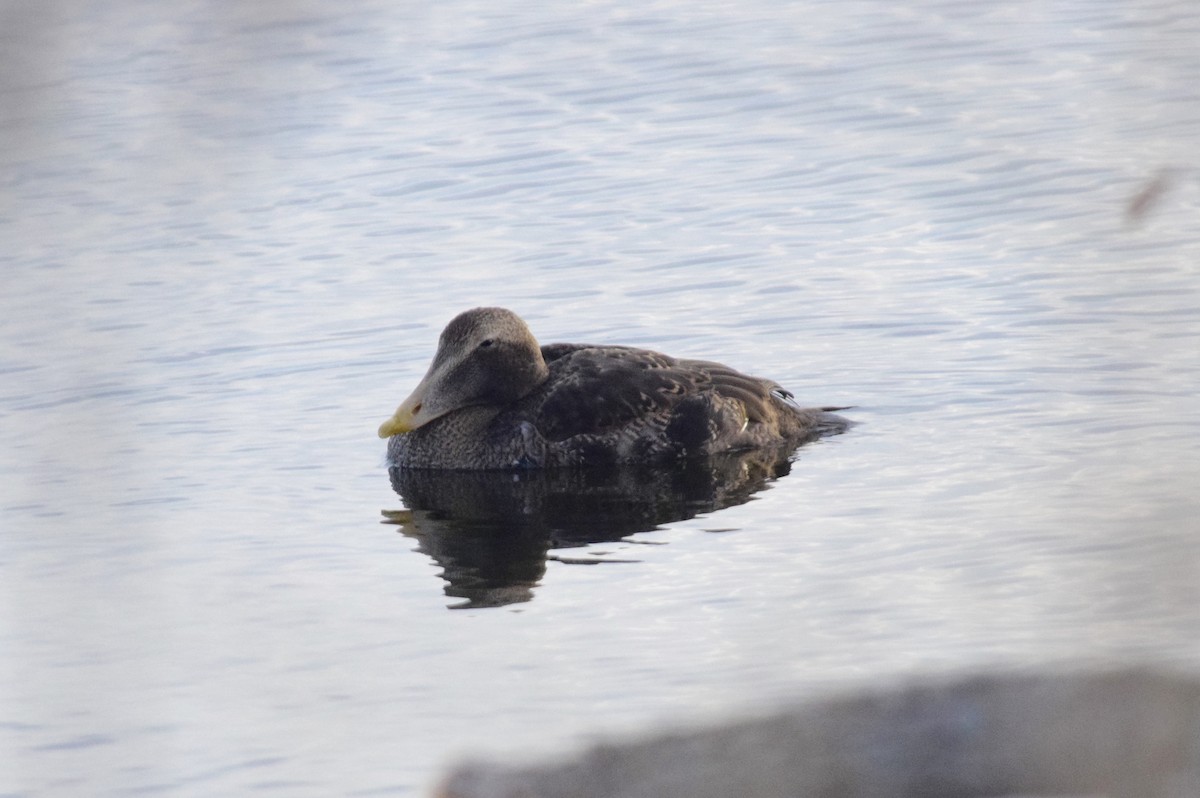 Common Eider - ML647127373