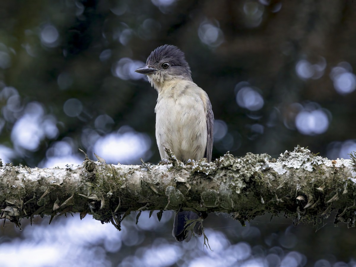 Crested Becard - ML647127388