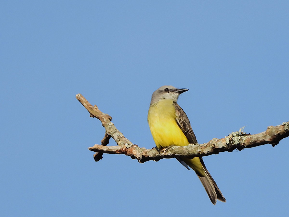 Tropical Kingbird - ML647127389