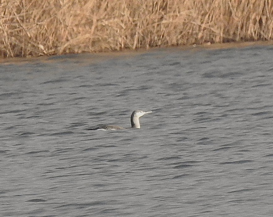 Sterntaucher - ML647127397