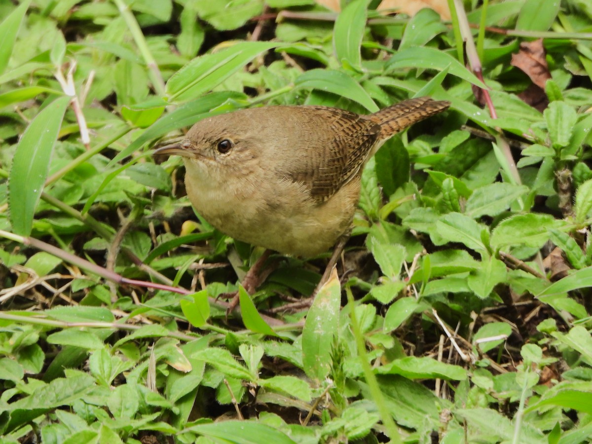 Southern House Wren - ML647127406